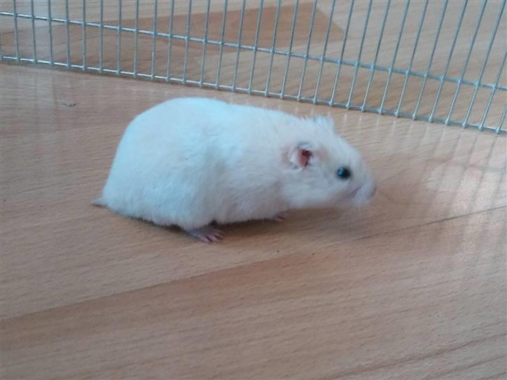 Hamster Theodor  - Theodor (: billede 3