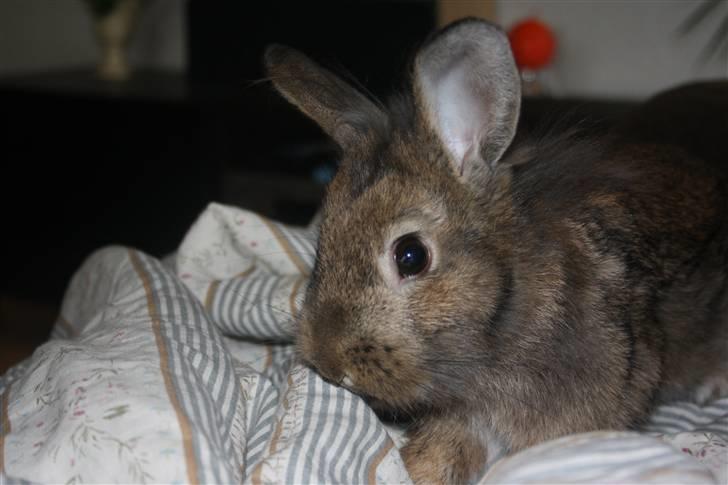 Kanin Charmetrolden Domino:D - velkomen til Domino`s profil billede 1