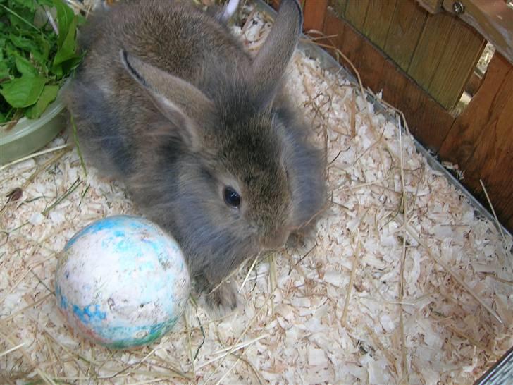 Kanin Charmetrolden Domino:D - 1 dag med ham  billede 2