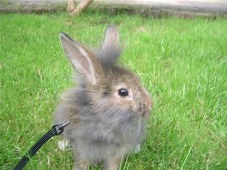 Kanin Charmetrolden Domino:D - Domino uden for for første gang<33 billede 3