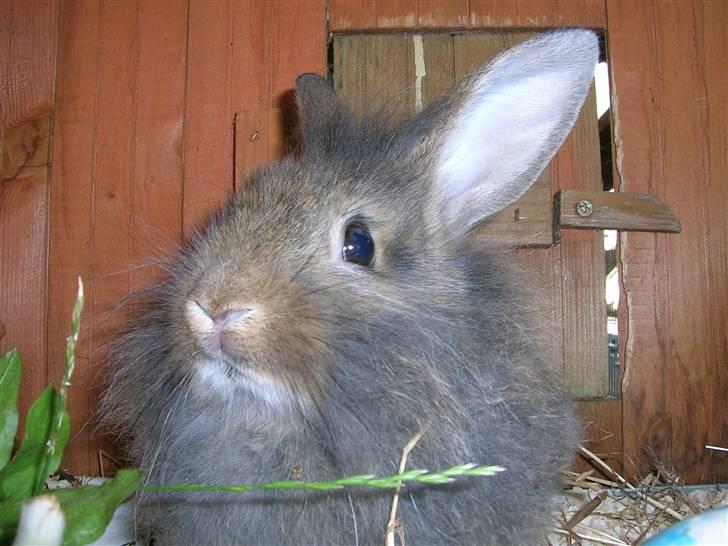 Kanin Charmetrolden Domino:D billede 4