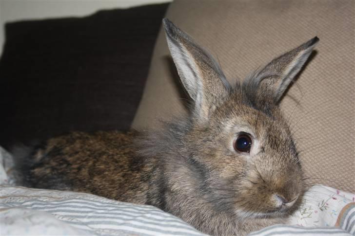 Kanin Charmetrolden Domino:D billede 5