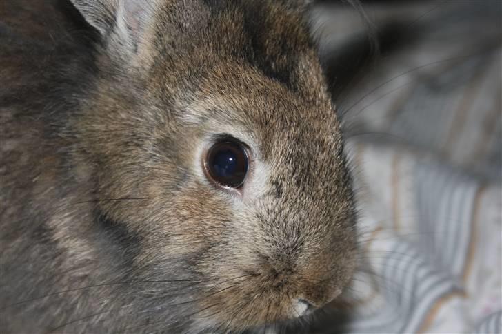 Kanin Charmetrolden Domino:D billede 6