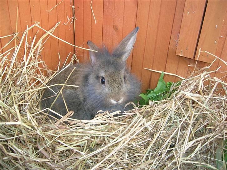 Kanin Charmetrolden Domino:D billede 7
