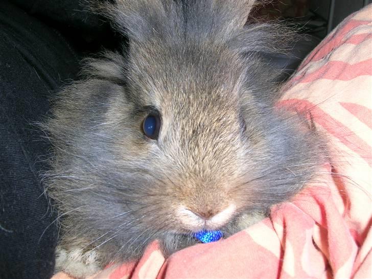 Kanin Charmetrolden Domino:D - 2 dag med domino og første gang han går med sele billede 8