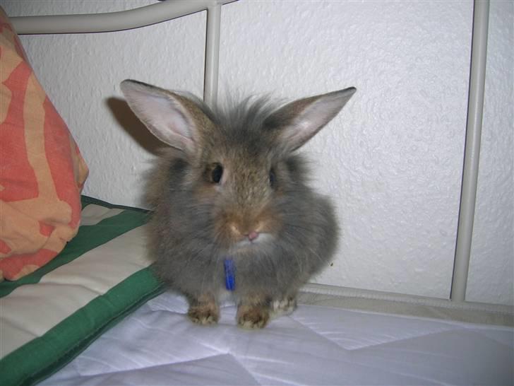 Kanin Charmetrolden Domino:D - 2 dag med ham<33 billede 9