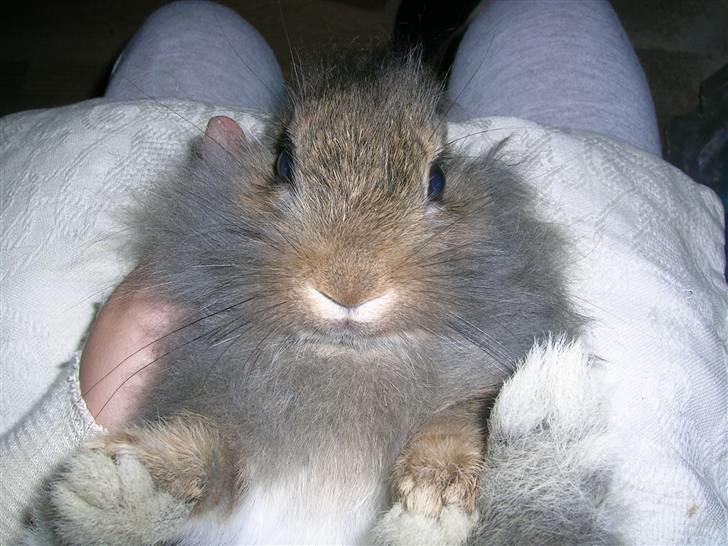 Kanin Charmetrolden Domino:D - ´Hvor er du sød billede 10