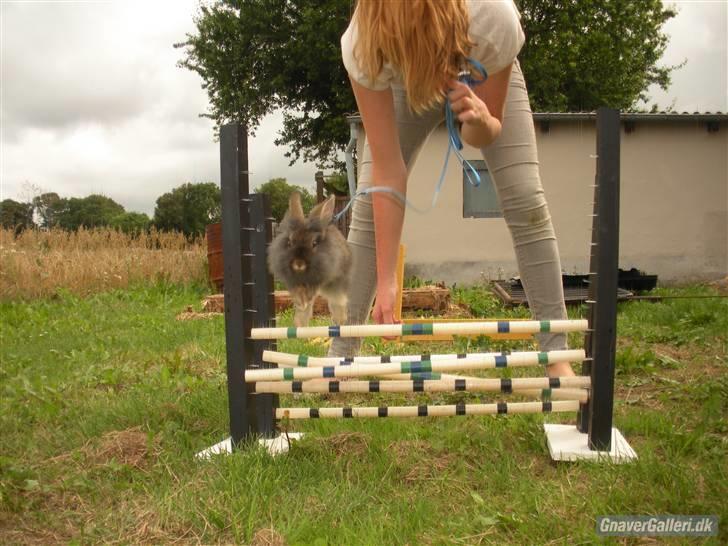 Kanin TEDDY-Rabits Eldina ;D billede 1