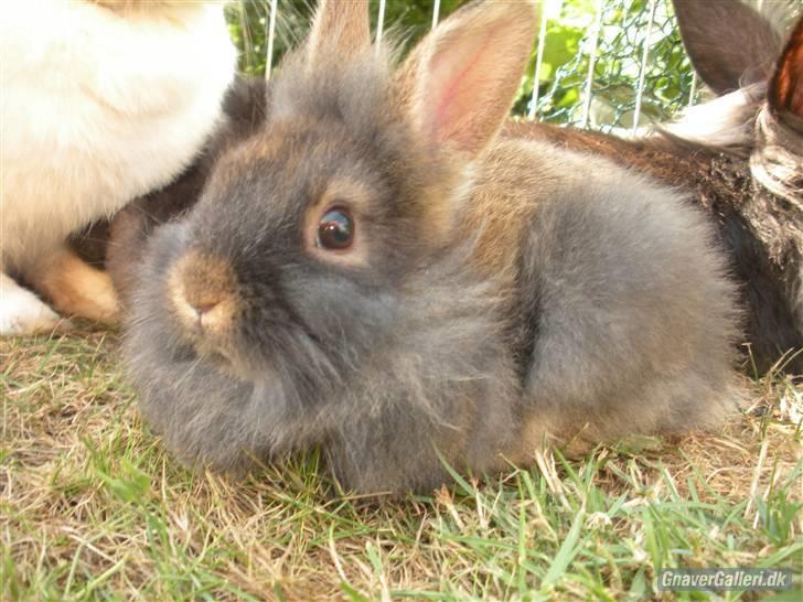 Kanin TEDDY-Rabits Eldina ;D billede 2