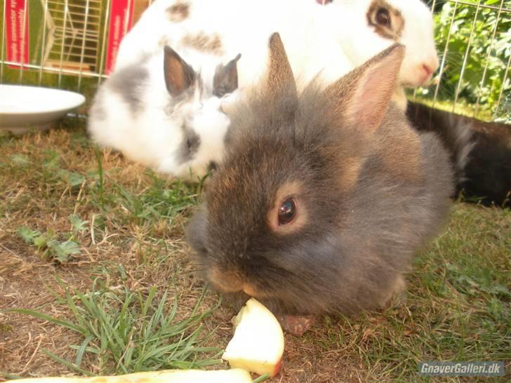 Kanin TEDDY-Rabits Eldina ;D billede 3