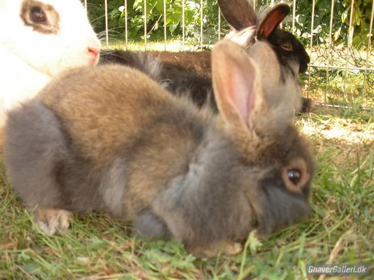 Kanin TEDDY-Rabits Eldina ;D billede 4