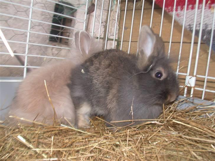 Kanin TEDDY-Rabits Eldina ;D billede 5