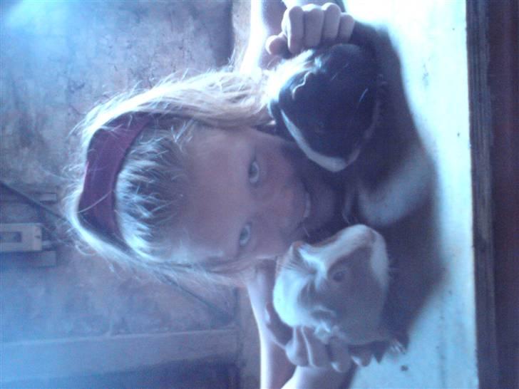 Marsvin Joan <3 - fra venstre:Joan, mig, hans bror tuffu <3 billede 1