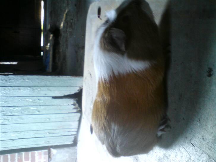 Marsvin Joan <3 - Hvor er du fin <33 :D billede 2