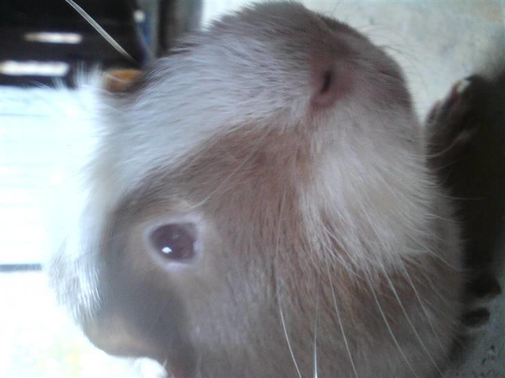 Marsvin Joan <3 - hheeeejjj søde nuzzer :D <3 billede 4