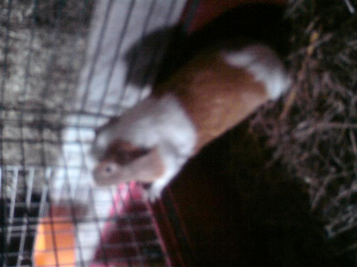 Marsvin Joan <3 - øv dig, øv dig!! I love you <3 billede 8