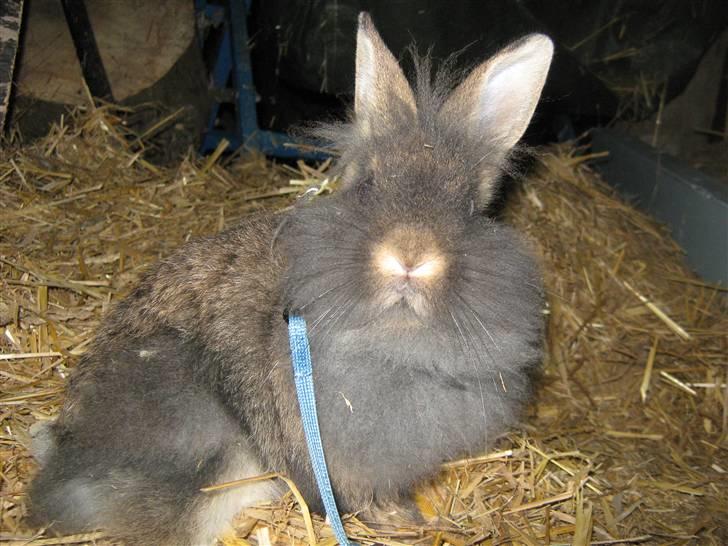 Kanin TEDDY-Rabits Eldina ;D billede 6