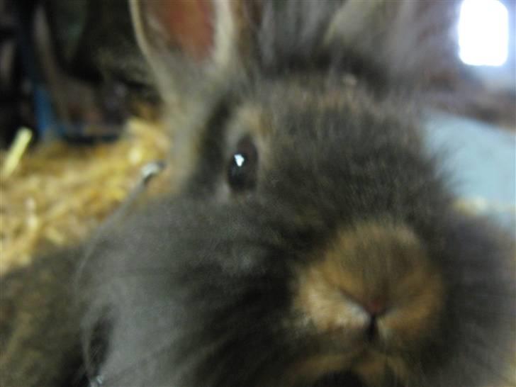 Kanin TEDDY-Rabits Eldina ;D billede 7