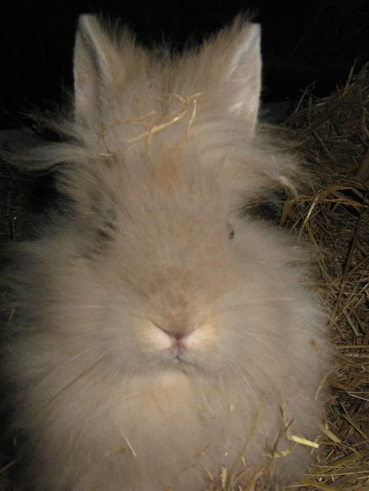 Kanin TEDDY-Rabits Nuga. :D billede 1