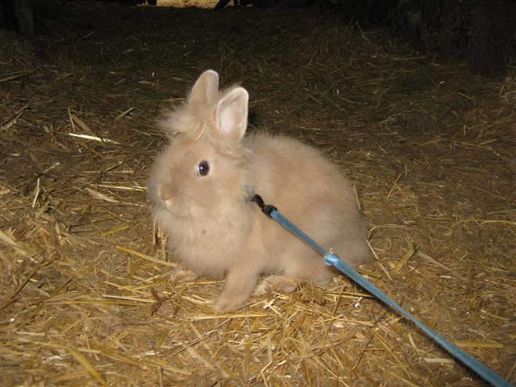 Kanin TEDDY-Rabits Nuga. :D billede 2