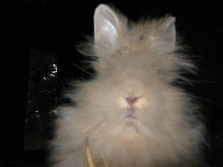 Kanin TEDDY-Rabits Nuga. :D billede 3