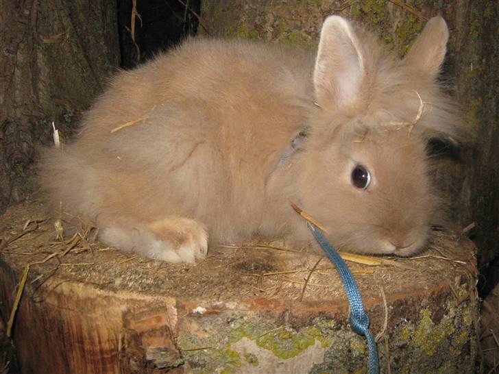 Kanin TEDDY-Rabits Nuga. :D billede 4