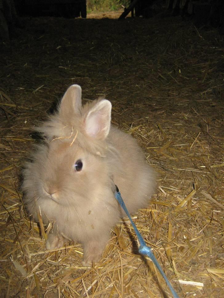 Kanin TEDDY-Rabits Nuga. :D billede 5