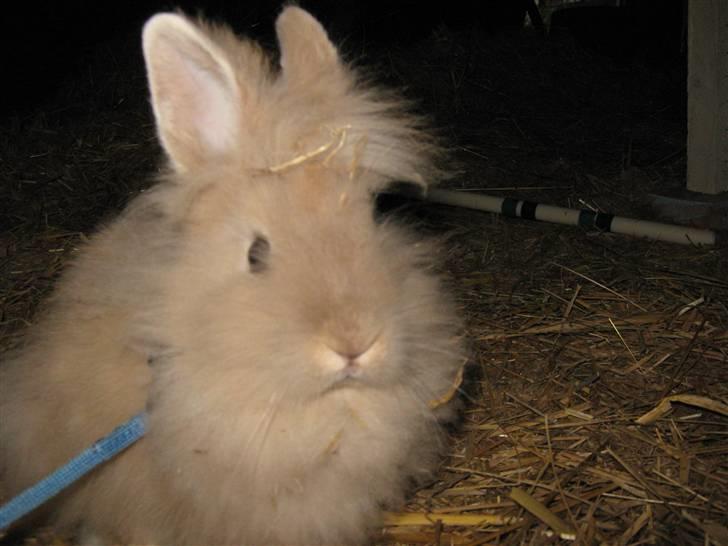 Kanin TEDDY-Rabits Nuga. :D billede 6