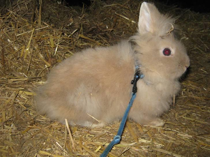 Kanin TEDDY-Rabits Nuga. :D billede 7