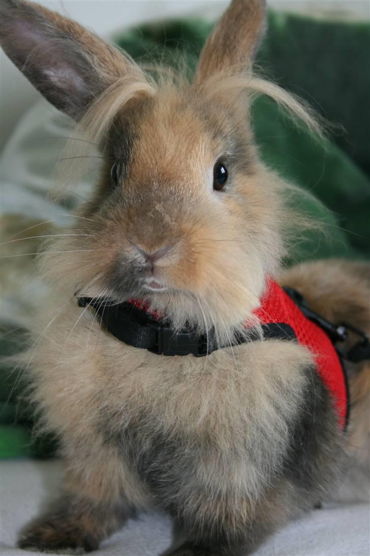 Kanin Nynne  *meget savnet* billede 10