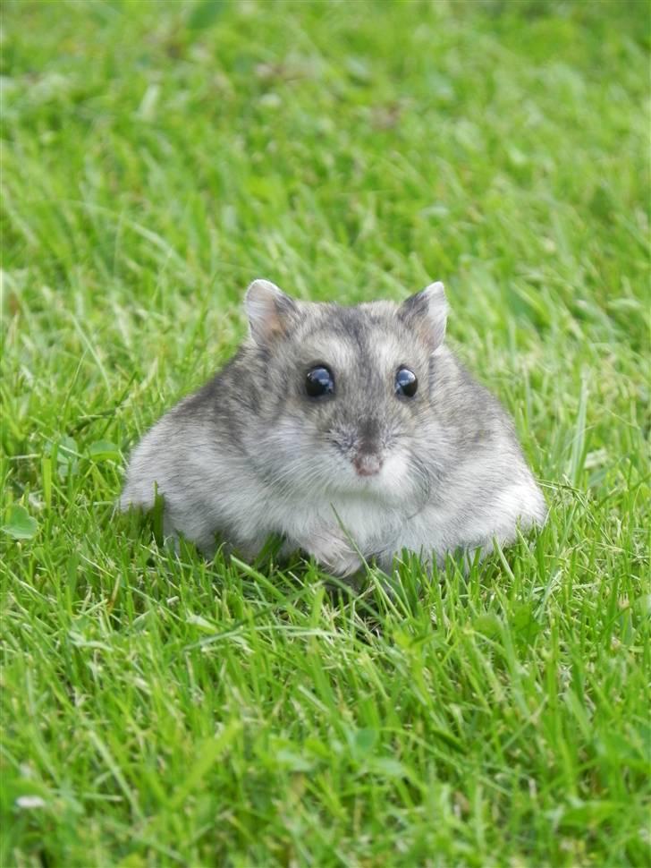 Dværghamster Rosie (Smushi) - velkommen til Rosies profil, læg gerne en kommentar:D billede 1