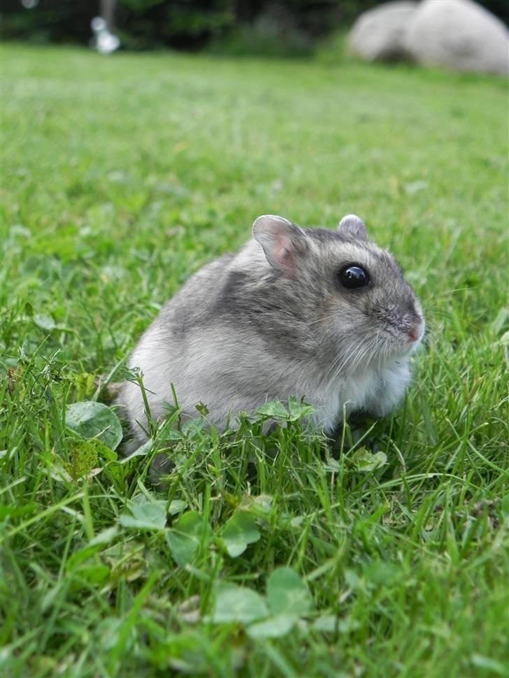 Dværghamster Rosie (Smushi) billede 2