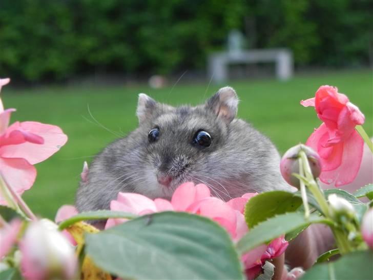 Dværghamster Rosie (Smushi) billede 3