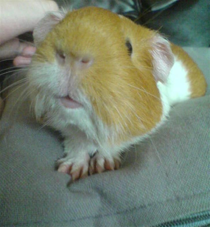 Marsvin Chili billede 4