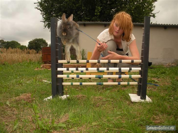 Kanin TEDDY-Rabits Eldina ;D billede 8