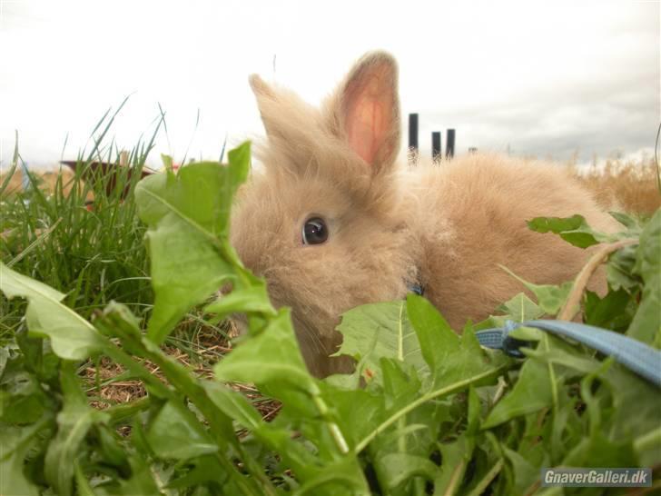 Kanin TEDDY-Rabits Nuga. :D billede 8