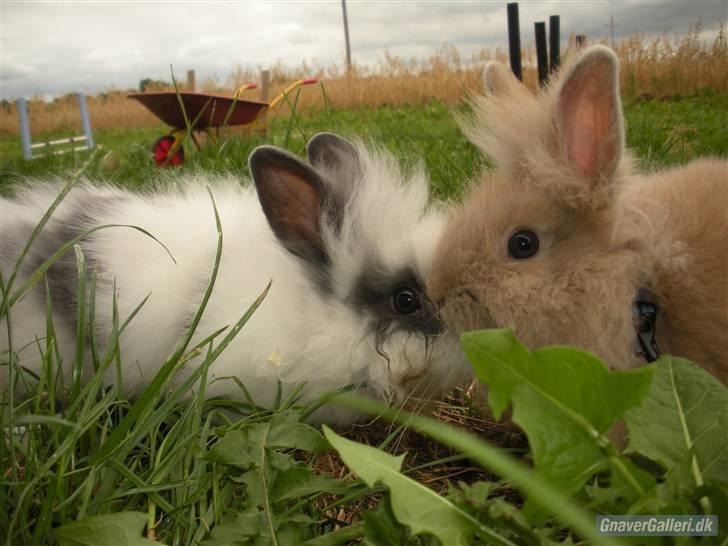 Kanin TEDDY-Rabits Nuga. :D billede 9