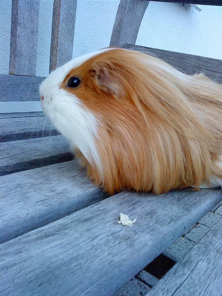 Marsvin Hamtaro billede 1