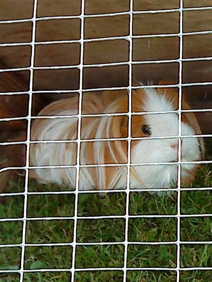Marsvin Hamtaro billede 2