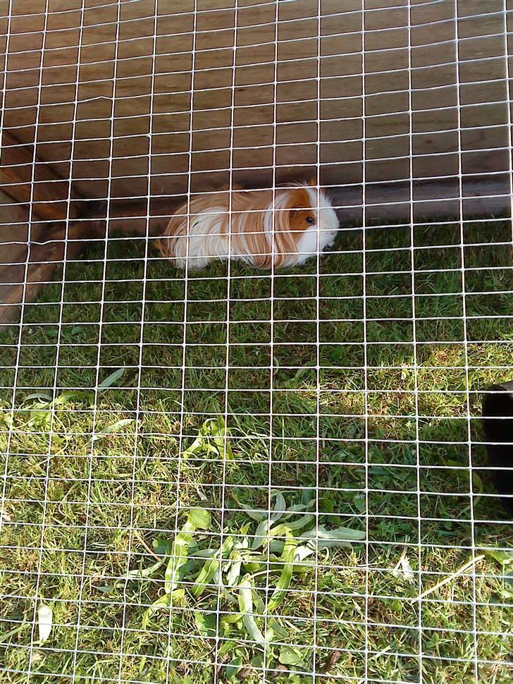 Marsvin Hamtaro billede 4