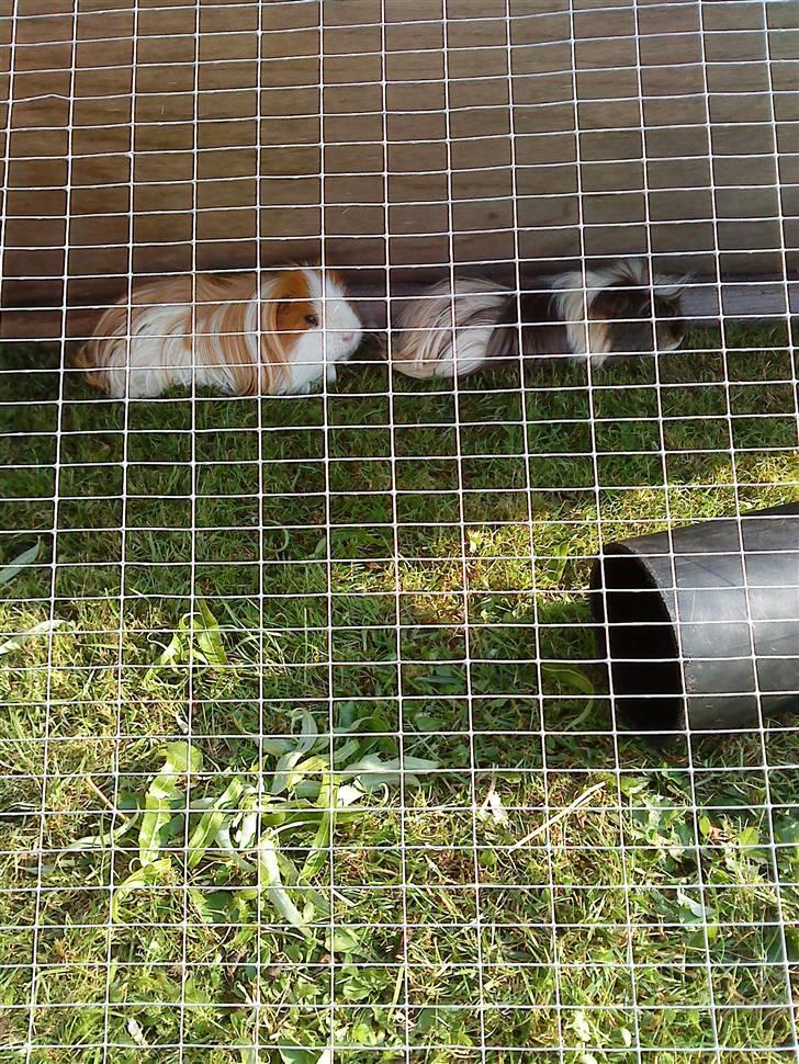 Marsvin Hamtaro billede 5