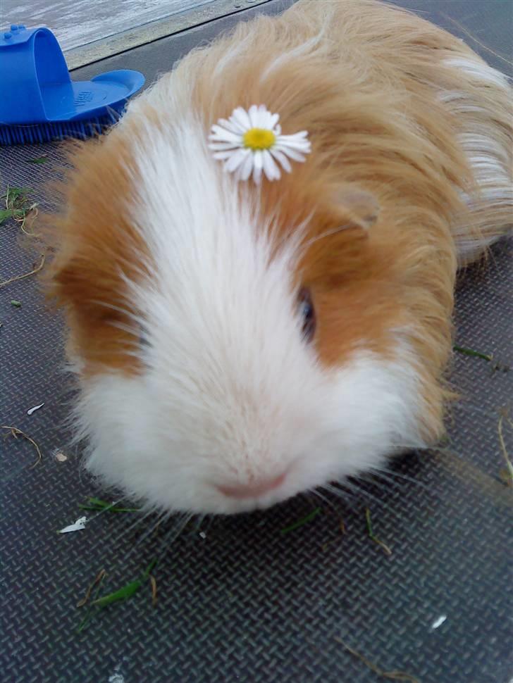 Marsvin Hamtaro billede 6