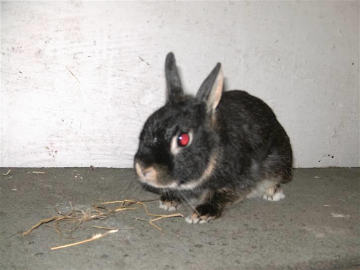 Kanin Mie billede 2
