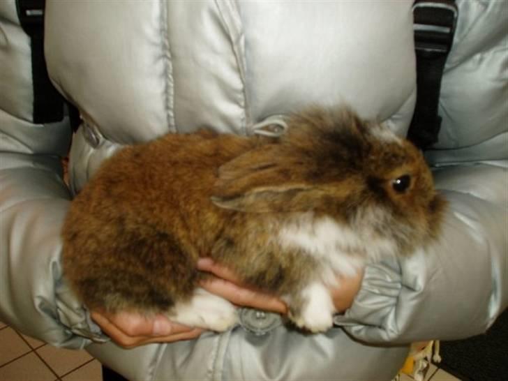 Kanin Mini-k (Himmel gnaver) R.I.P billede 1