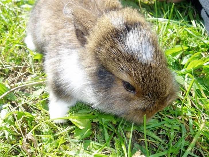 Kanin Mini-k (Himmel gnaver) R.I.P billede 2