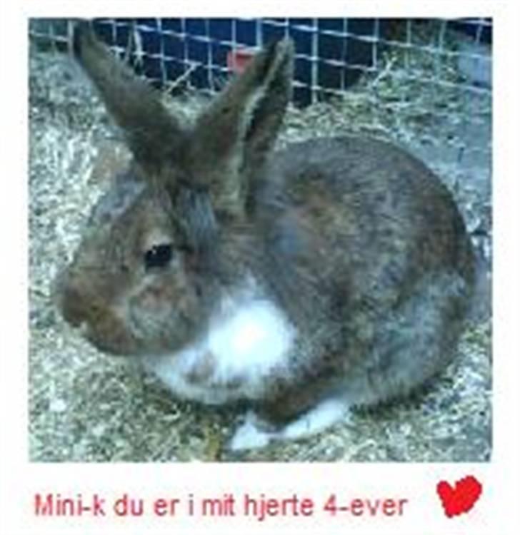 Kanin Mini-k (Himmel gnaver) R.I.P billede 3
