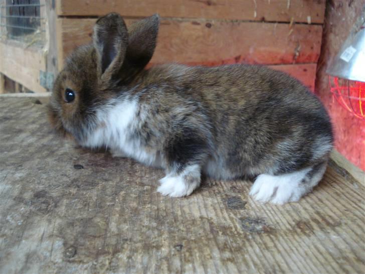 Kanin Mini-k (Himmel gnaver) R.I.P billede 4