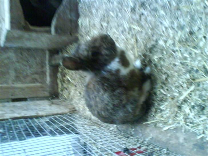 Kanin Mini-k (Himmel gnaver) R.I.P billede 5