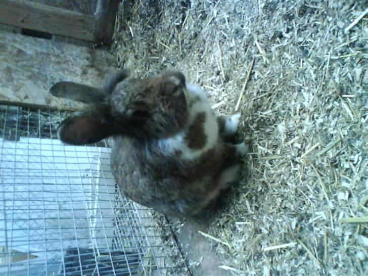 Kanin Mini-k (Himmel gnaver) R.I.P billede 6