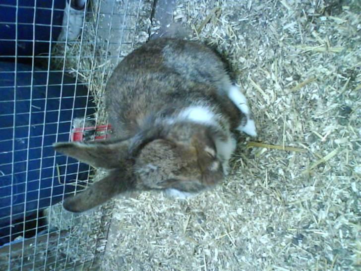 Kanin Mini-k (Himmel gnaver) R.I.P billede 7